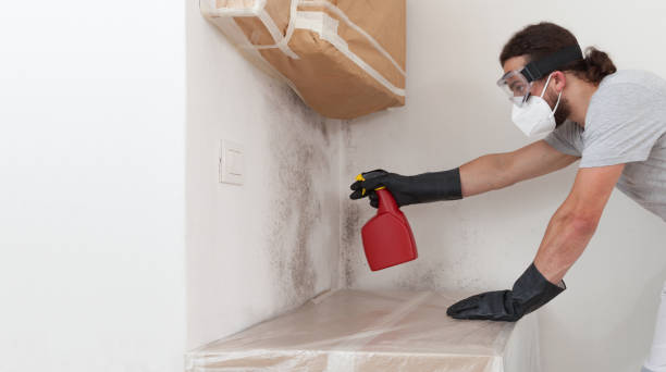 Professional Attic Mold Remediation technician working in Medford, MA