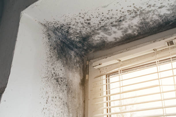 Affordable Attic Mold Remediation solutions in Medford, MA